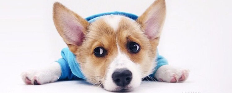 狗狗寄养对狗的影响 寄养让狗狗发生潜移默化的改变