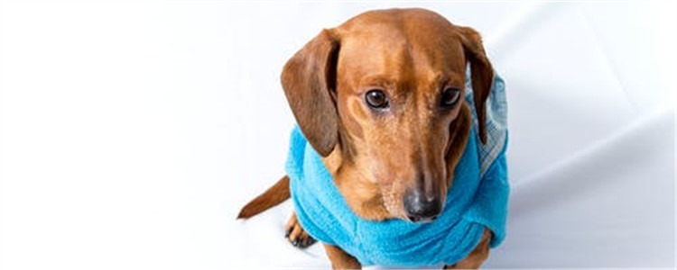 狗狗不听话怎么办 如何正确的管教狗狗