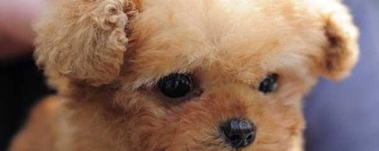 茶杯犬一般长多大 茶杯犬多大也不会超过茶杯的!