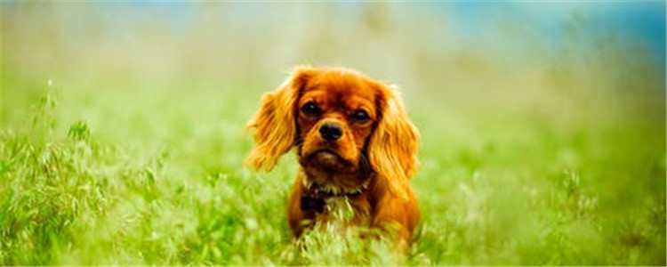 狗狗喜欢趴在沙发上怎么办 如何让狗狗不趴在沙发上