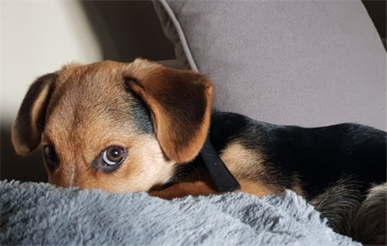 狗狗喜歡趴在沙發上怎麼辦 如何讓狗狗不趴在沙發上