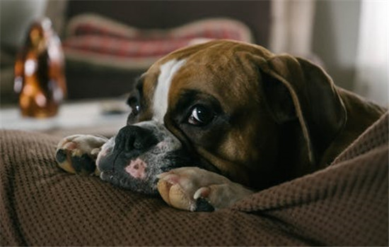 狗狗喜歡趴在沙發上怎麼辦 如何讓狗狗不趴在沙發上