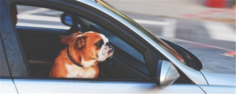 狗狗晕车怎么办 要给狗狗一个适应的过程