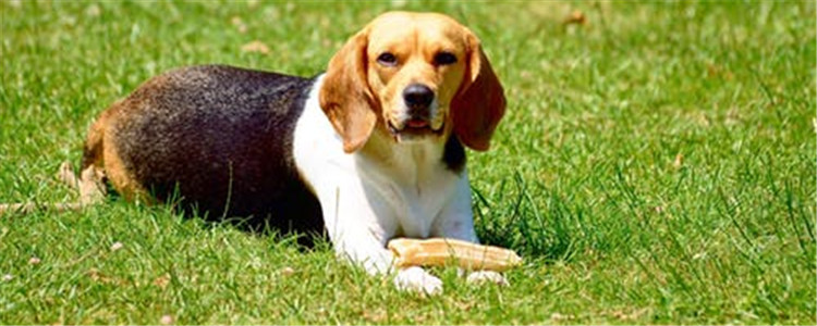 狗喜欢乱咬东西 怎么才能防止狗狗乱咬东西