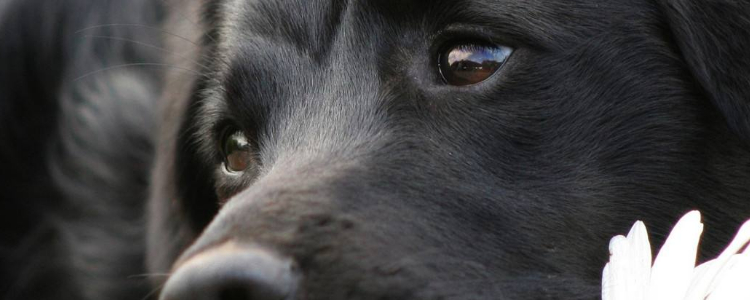 文明养犬从你我做起 使用狗狗牵引绳的八大好处