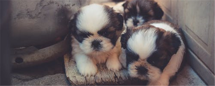 狗不定点排便怎么训练 训练狗狗之前要观察狗狗的排泄习惯