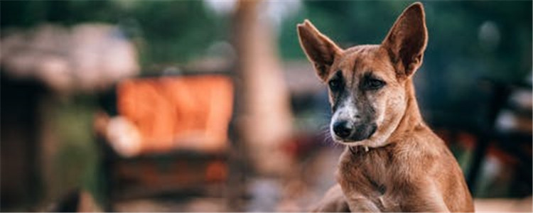 狗吃屎怎么办 狗真的改不了吃屎吗