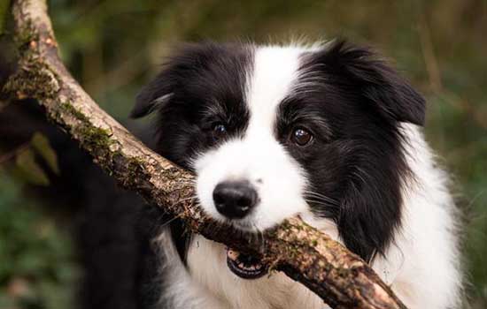 怎麼訓練牧羊犬放羊 放羊的狗如何養成