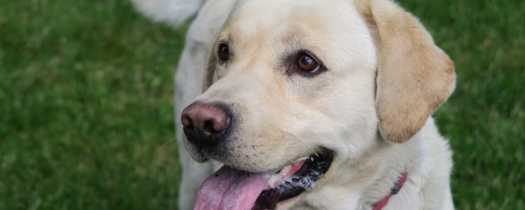 狗狗通常什么时候发情 母犬发情的症状