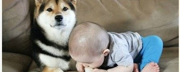 怎么判断狗狗把你当主人 狗狗还会认第二个主人吗