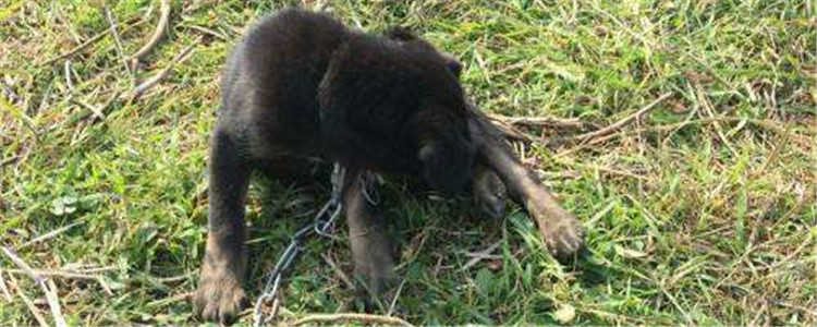 青川犬是什么 青川犬狩猎本领一流