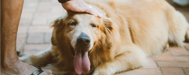 怎么养金毛犬 能不能吃这种基础常识别再错了！