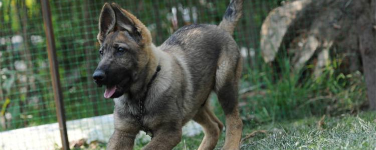 昆明犬是什么 昆明犬是我国的军犬之王