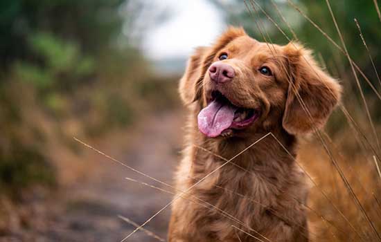 怎麼養金毛犬 能不能吃這種基礎常識別再錯了！