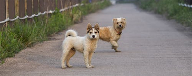 狗狗最佳配种时间 为什么要把握狗狗配种时间