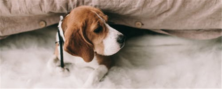 狗为什么会晕车 导致狗狗晕车的原因有哪些