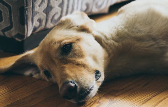 拉布拉多犬怎麼訓練 掌握技巧事倍功半