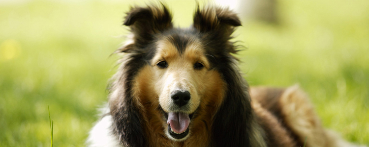 自制狗粮配方 犬粮四种日常自制简易配方