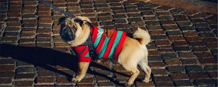 狗狗晕车怎么解决 狗狗为什么也会晕车