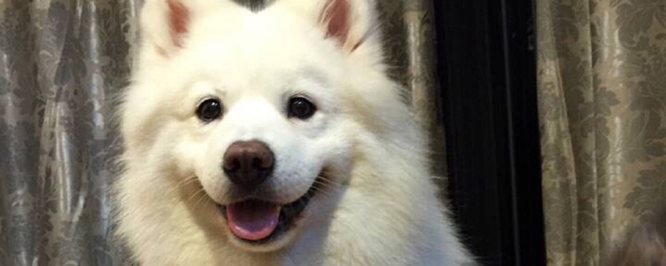 狗狗喂食标准 1至6周的田野小猎犬的饲养方法