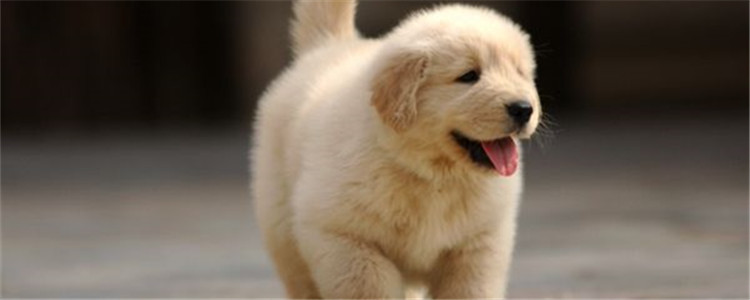 金毛公的好还是母的好 分别有什么优点和缺点