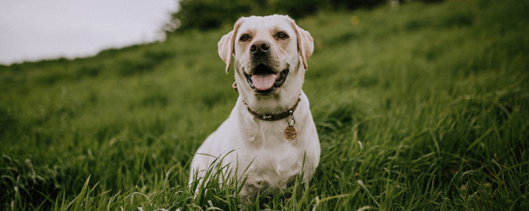 世界智商排名前十的狗 盘点全球最聪明的10大品种犬
