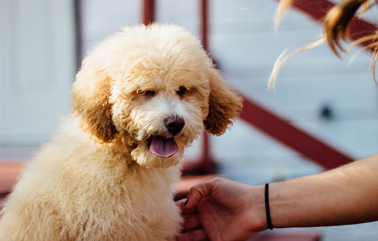 世界智商排名前十的狗 盤點全球最聰明的10大品種犬