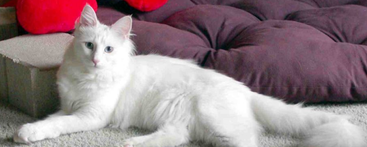 猫的白毛发黄了怎么洗 白毛发黄需要及时护理!