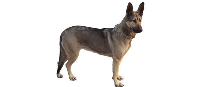 狼青犬的性格与特点 这样的狗狗你敢养吗