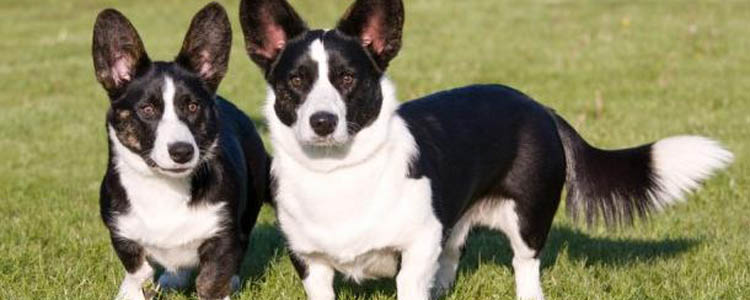 测试狗狗智商的办法 12道狗狗智力水平测试题目