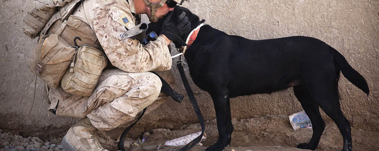 搜救犬怎么训练 你家狗狗遇到事情就慌吗