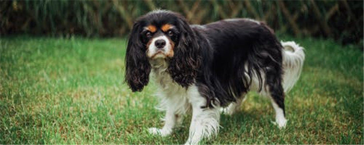 狗狗去世前会怎么样 有时间就多陪伴狗狗