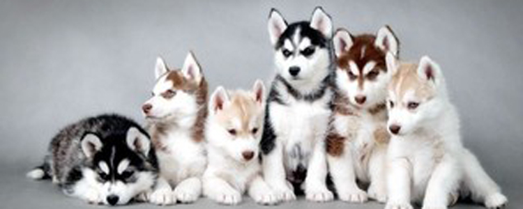 如何选购一只优质哈士奇犬 如何分辨哈士奇好不好