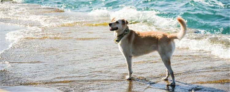 狗狗必须改掉的四大坏习惯 狗狗不听话怎么训练