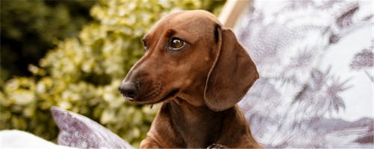 什么食物对狗肠胃不好 狗狗肠胃不好不要喂食这三种东西