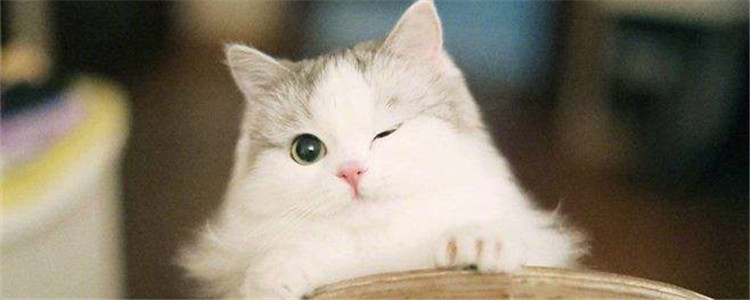 布偶猫怎么养 喂养布偶养不能随便喂食