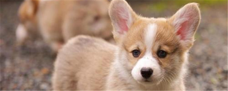 纯种柯基怎么分辨 纯种柯基和杂交的有什么区别