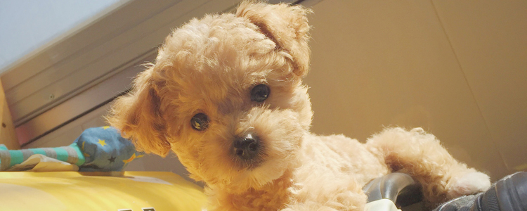 泰迪怀孕给吃什么 泰迪在怀孕的时候都注意些什么吃什么