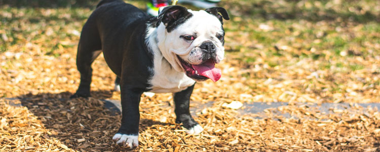 狗狗咬人怎么训 制止训练还不快学会