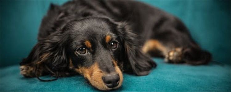 狗狗突然尖叫发抖 狗狗产生应激反应的症状