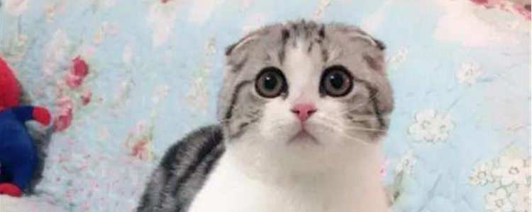 美短折耳能活多久 美短竟然还有折耳的你知道不？