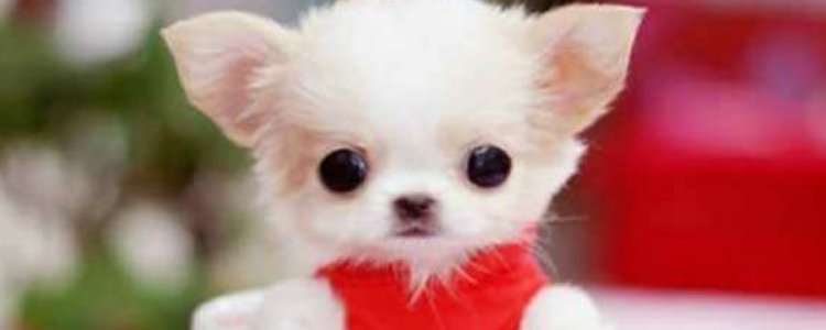 茶杯犬能长多大 不知道茶杯犬有这样的来历吧！