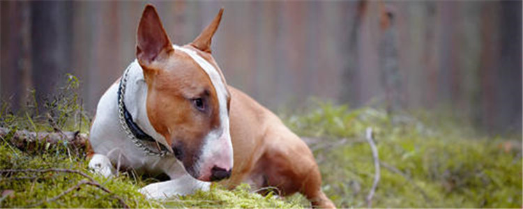 牛头梗性格怎么样 牛头梗性格固执得像头牛一样