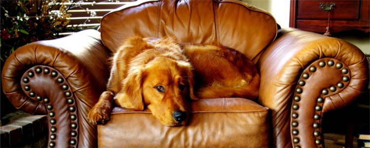 狗聪明的表现 你家的狗狗聪明吗