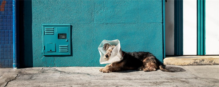 狗为什么咬自己尾巴 狗咬尾巴的原因你知道吗