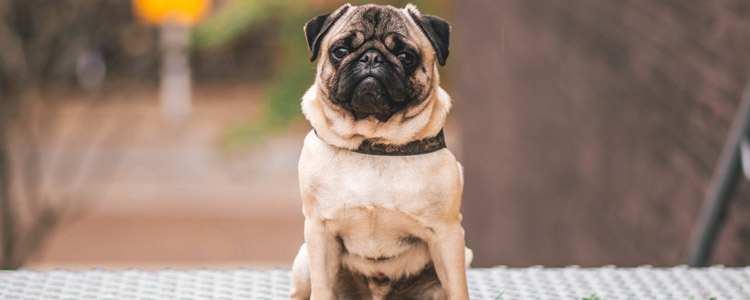 巴哥犬多少钱一只 影响巴哥犬的价格因素你知道吗