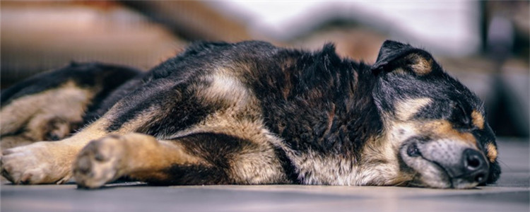 狗咬尾巴的三个原因 你家的狗会咬自己尾巴吗