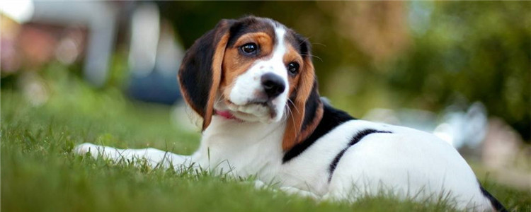 什么狗爱记仇 蠢萌的二哈居然也会记仇