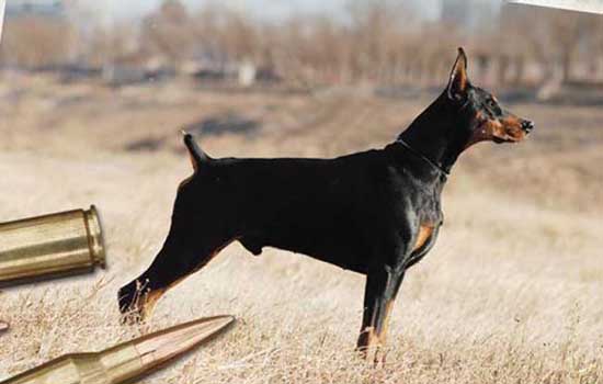 世界軍犬排名 全世界軍隊最威猛的七大軍犬