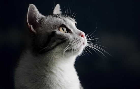 猫吐猫粮是什么原因 吐出来的猫粮是完整的，知道为什么吗